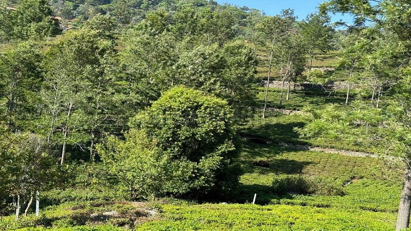 ₹13.75 Cr | 5.5 acres  scenic view tea estate for sale in aravenu kotagiri