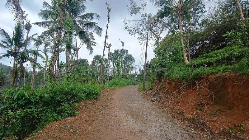 ₹56 Lac | 2 acres coffee estate for sale in karimani wayanad