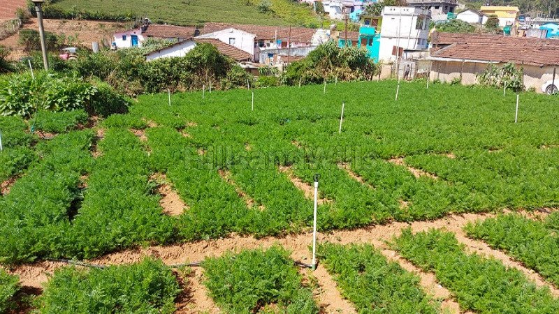 ₹3 Cr | 33 cents agriculture land for sale in muthorai palada ooty