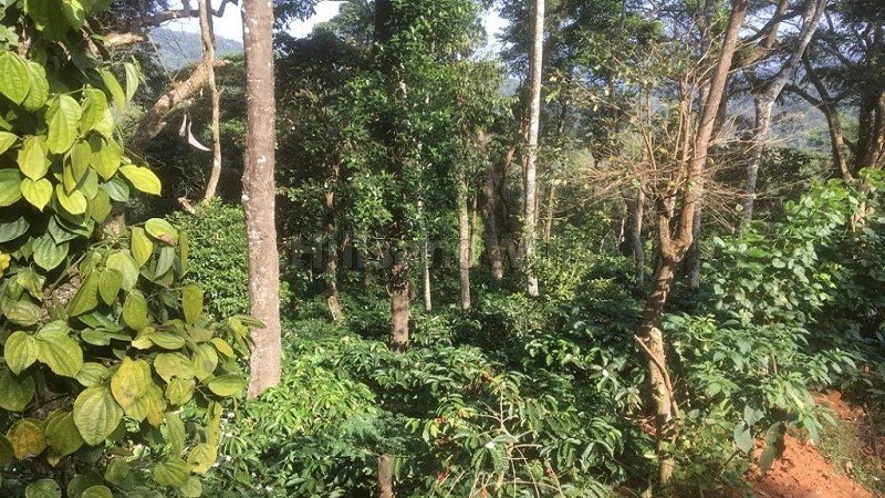 ₹8.40 Cr | 30 acres coffee estate for sale in madikeri taluk coorg