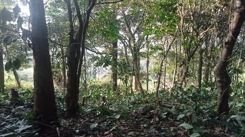 ₹68 Lac | 1.65 acres coffee estate for sale in bhagamandala coorg