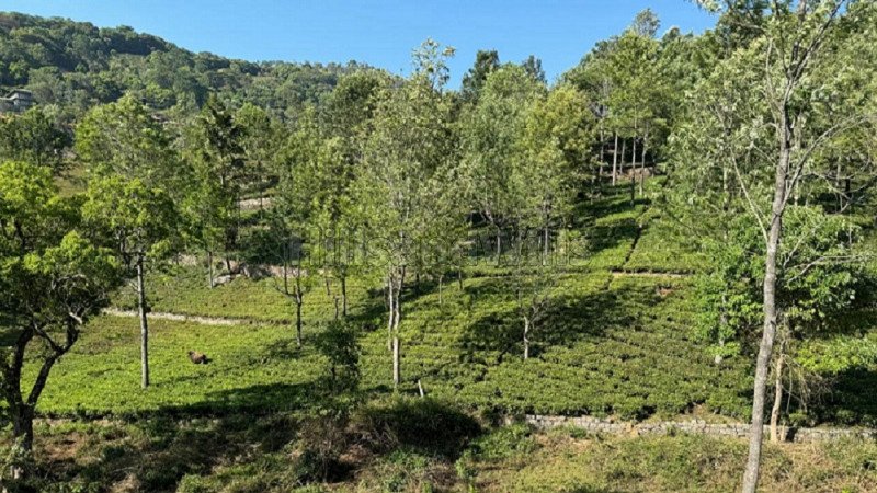 ₹13.75 Cr | 5.5 acres  scenic view tea estate for sale in aravenu kotagiri