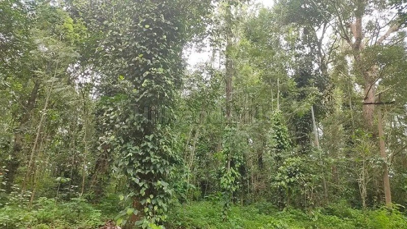 ₹27.22 Cr | 165 acres coffee estate for sale in pachalur kodaikanal