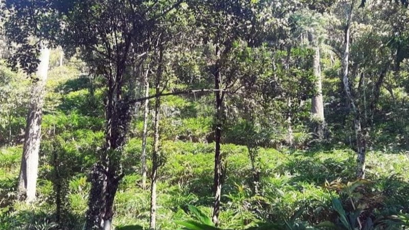 ₹165 Cr | 469 acres cardamom estate for sale in kumily, idukki