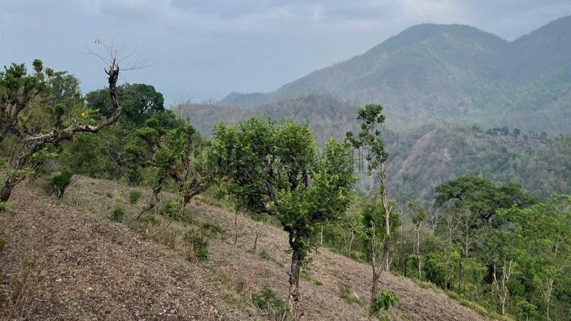 6 bigha agriculture land for sale  dharkot thano dehradun