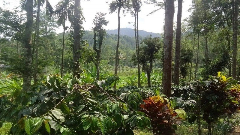 ₹24 Cr | 9.5 acres tea estate for sale  in alakkarai kotagiri