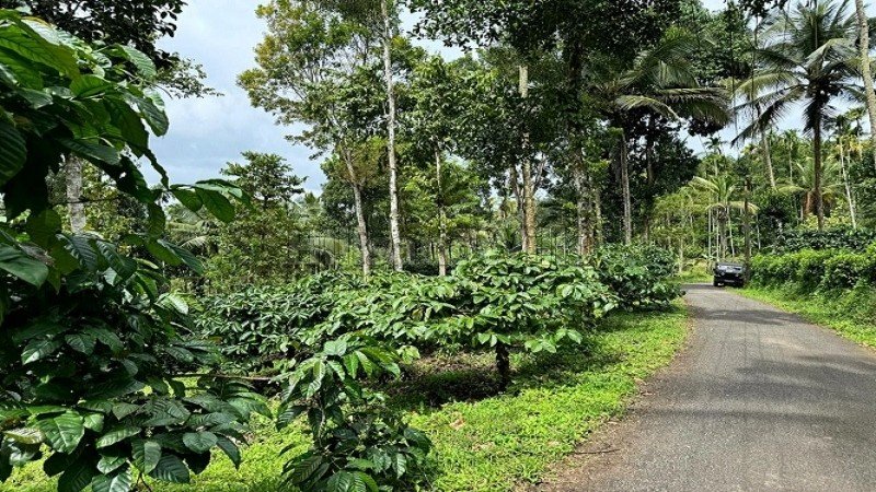 ₹52 Lac | 2 acres coffee estate for sale in manalvayal wayanad