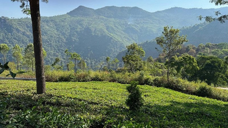 5.5 acres  scenic view tea estate for sale in aravenu kotagiri