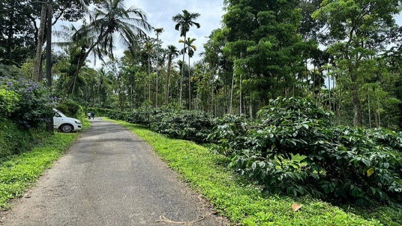 ₹52 Lac | 2 acres coffee estate for sale in manalvayal wayanad