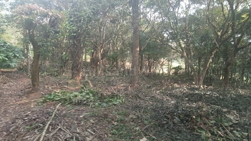 ₹68 Lac | 1.65 acres coffee estate for sale in bhagamandala coorg