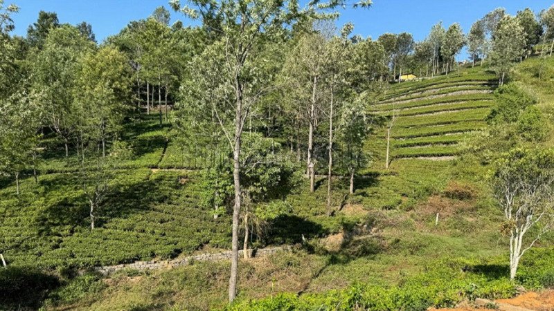 ₹13.75 Cr | 5.5 acres  scenic view tea estate for sale in aravenu kotagiri