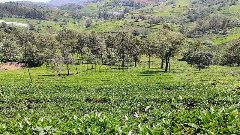 ₹1.40 Cr | 40 cents  tea garden land for sale  in kallatty village kotagiri