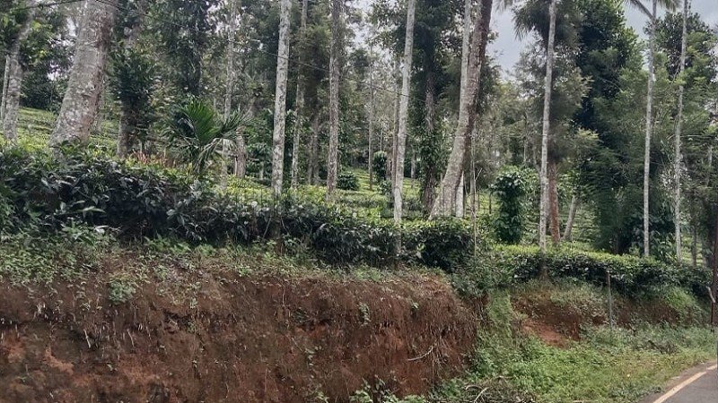 ₹25 Lac | 50 cents tea estate for sale in muthirakolly, bitherkad gudalur