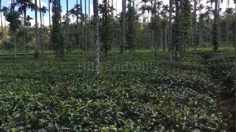 ₹3.75 Cr | 2 acres tea estate for sale in devala gudalur