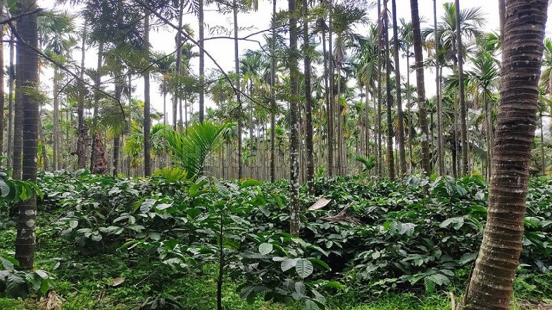 ₹7.25 Cr | 25.5 acres agriculture land for sale  in koppa chikmagalur