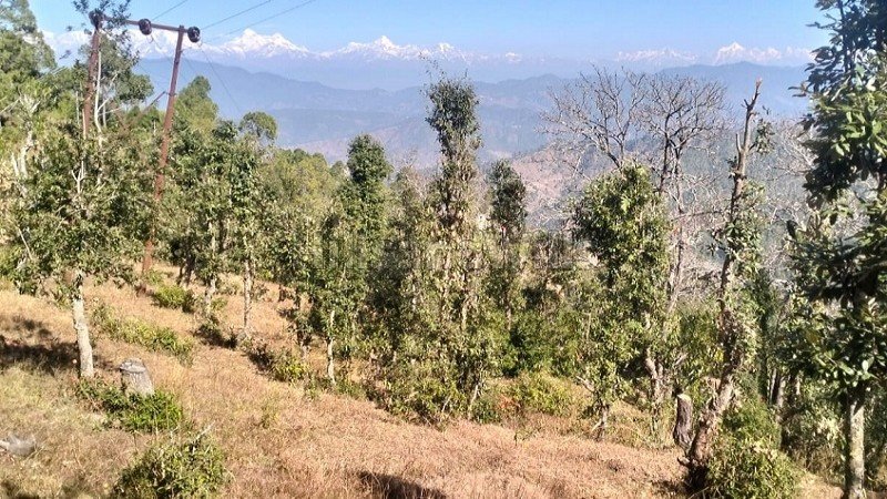 ₹24 Lac - 48 Lac | 300 sq.yards - 600 sq.yards  himalayan view residential plots for sale in jalna, almora near nainital