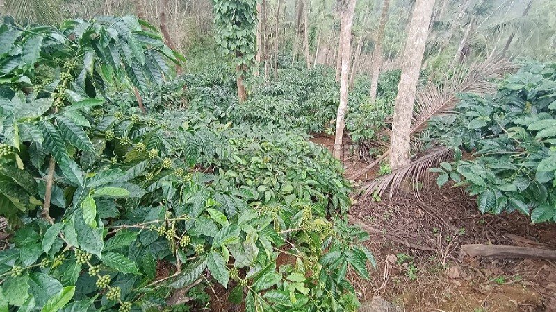 ₹56 Lac | 2 acres coffee estate for sale in karimani wayanad