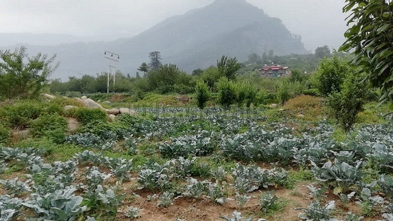 ₹45 Cr | 389 biswa apple orchard for sale  in haripur, manali, kullu-manali