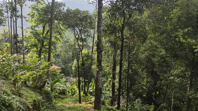 ₹1.90 Cr | 5 acres agriculture land for sale in anachal munnar