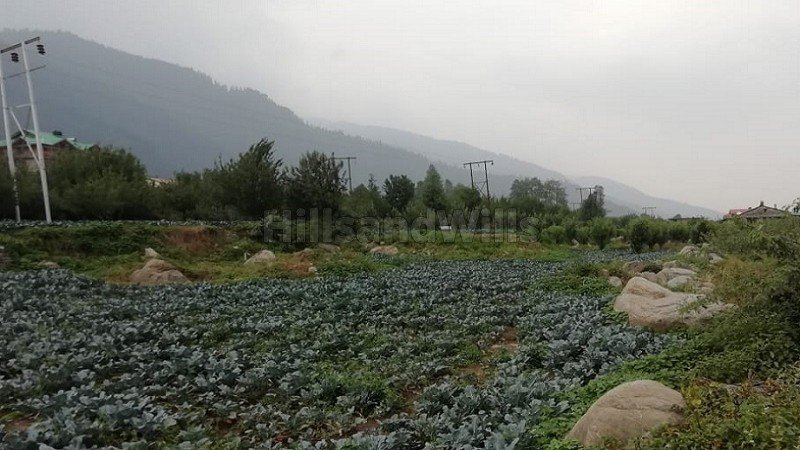 ₹45 Cr | 389 biswa apple orchard for sale  in haripur, manali, kullu-manali