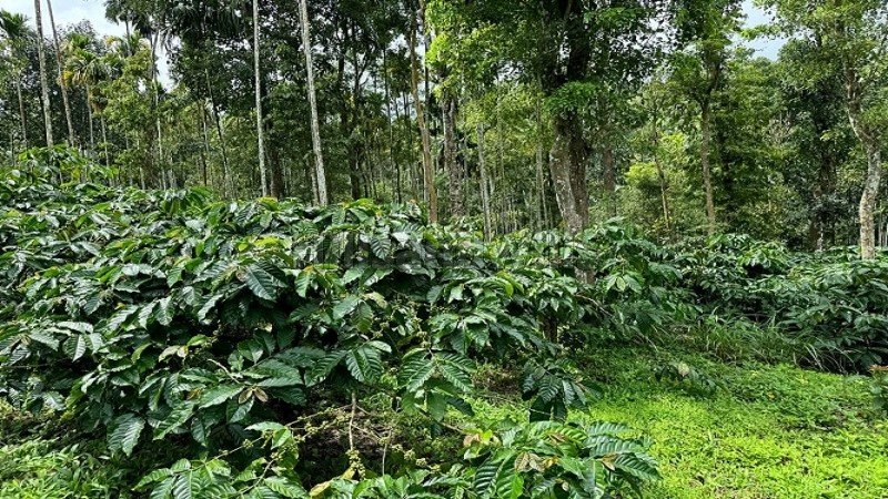 ₹52 Lac | 2 acres coffee estate for sale in manalvayal wayanad