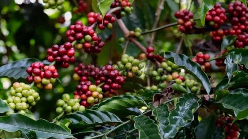 ₹35 Lac | 1.5 acres coffee estate for sale  in gudalur